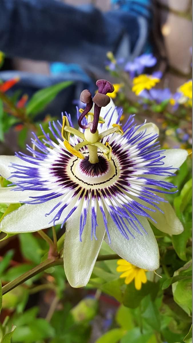 Passionflower Purple Vine Wild Apricot Maypop Indoor Exotic Perennial Flowers K908