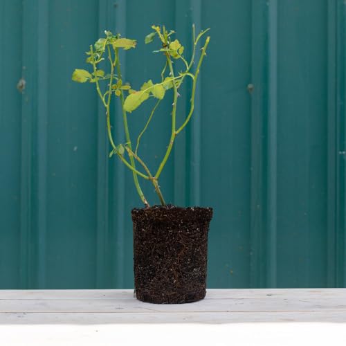 One Gallon Pink Climbing Rose Bush M1453