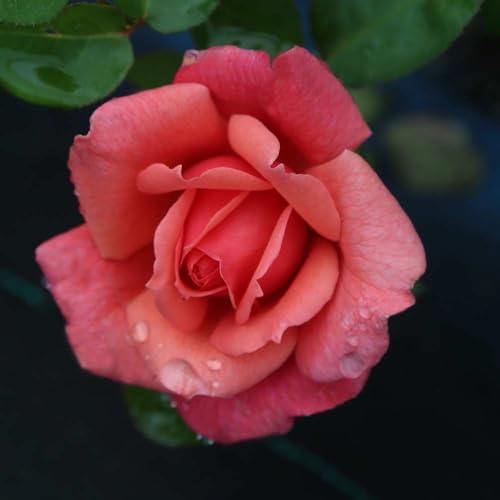 One Gallon Pink Climbing Rose Bush M1453