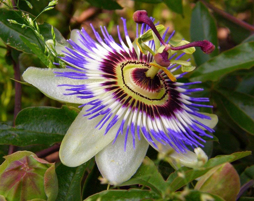 Passionflower Purple Vine Wild Apricot Maypop Indoor Exotic Perennial Flowers K908