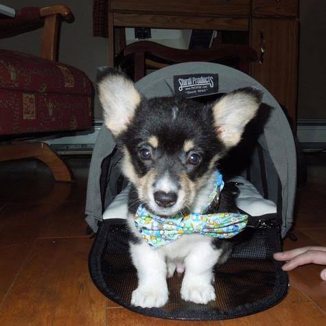 Large Pet Carrier Red D486074