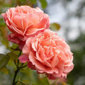 One Gallon Pink Climbing Rose Bush M1453