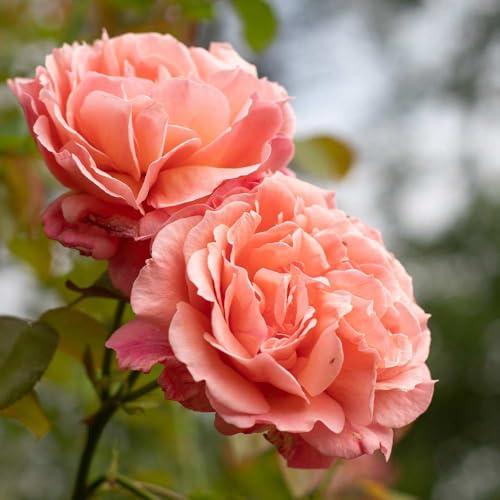 One Gallon Pink Climbing Rose Bush M1453