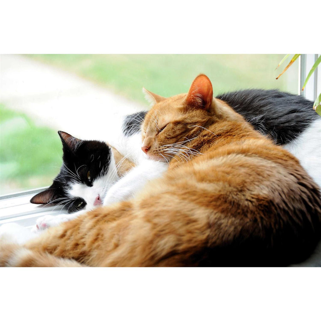 Probiotics Powder for Cats with Saccharomyces Boulardii Lactobacillus Acidophilus N257784