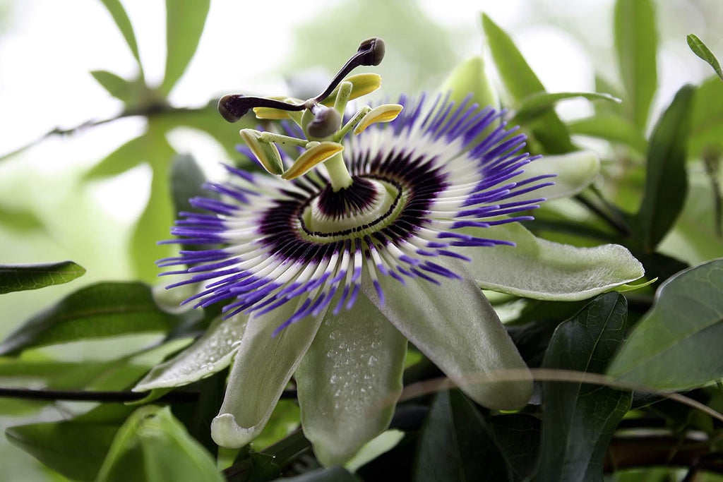 Passionflower Purple Vine Wild Apricot Maypop Indoor Exotic Perennial Flowers K908