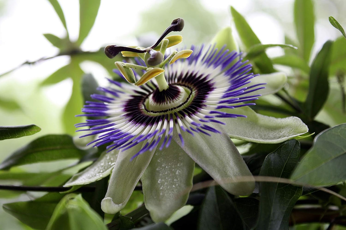 Passionflower Purple Vine Wild Apricot Maypop Indoor Exotic Perennial Flowers K908