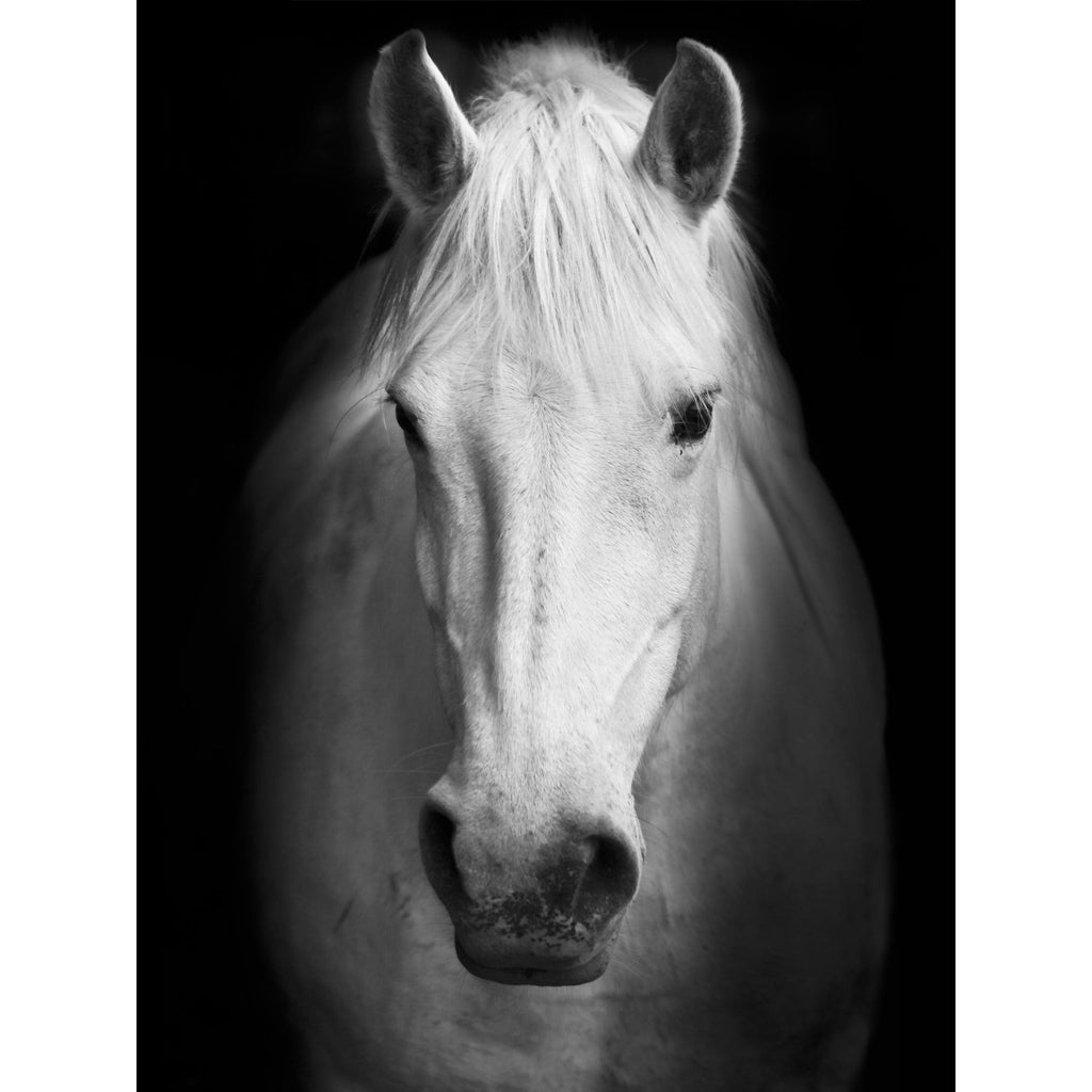 White Horse Face Photography Canvas Art Y9801