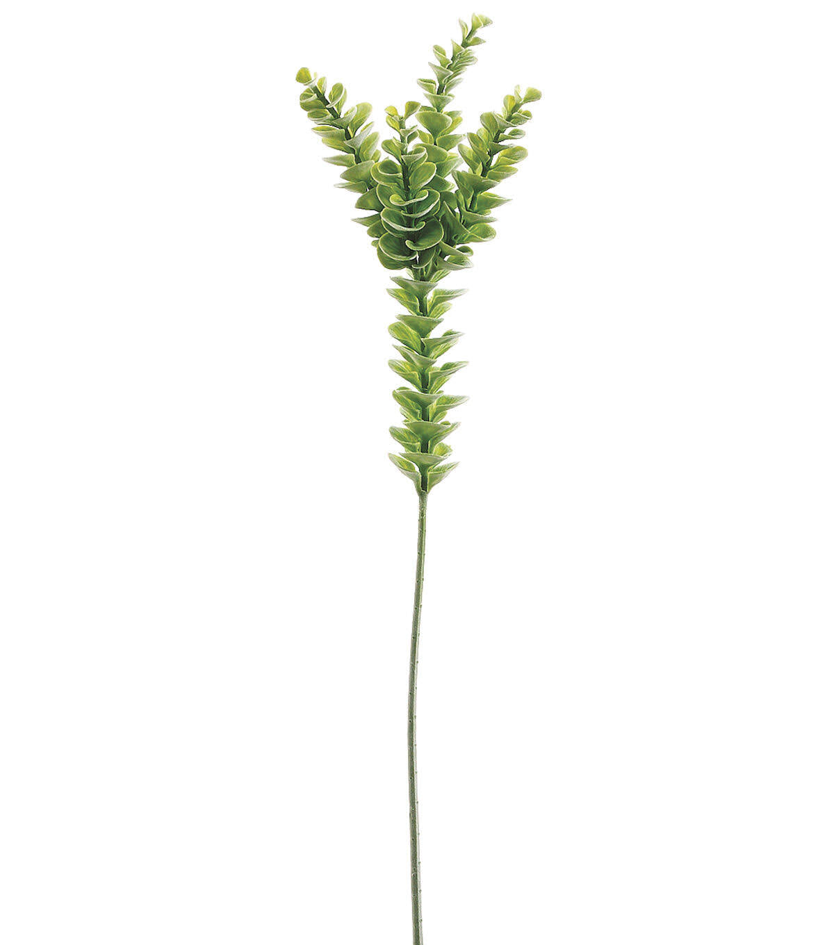 Eucalyptus Stem Green K989951