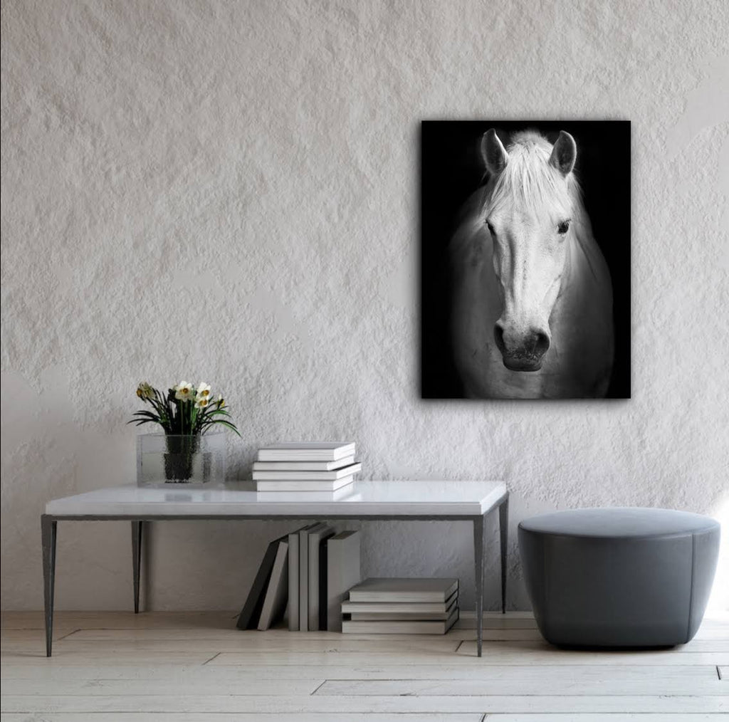 White Horse Face Photography Canvas Art Y9801