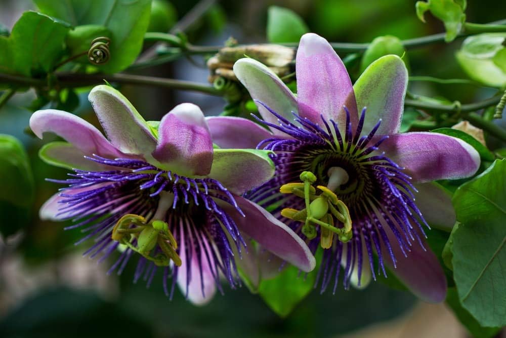 Passionflower Purple Vine Wild Apricot Maypop Indoor Exotic Perennial Flowers K908