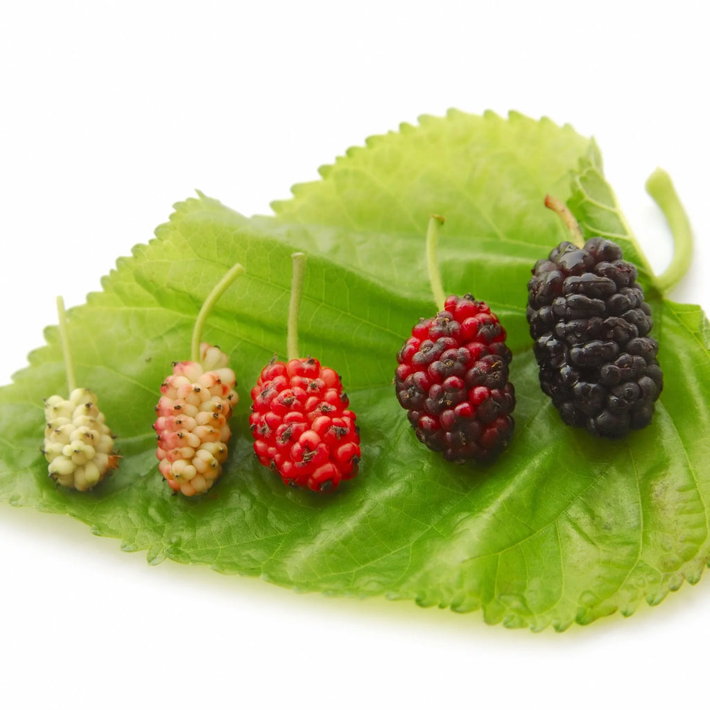 Black Mulberry Tree Live Plant Y126419