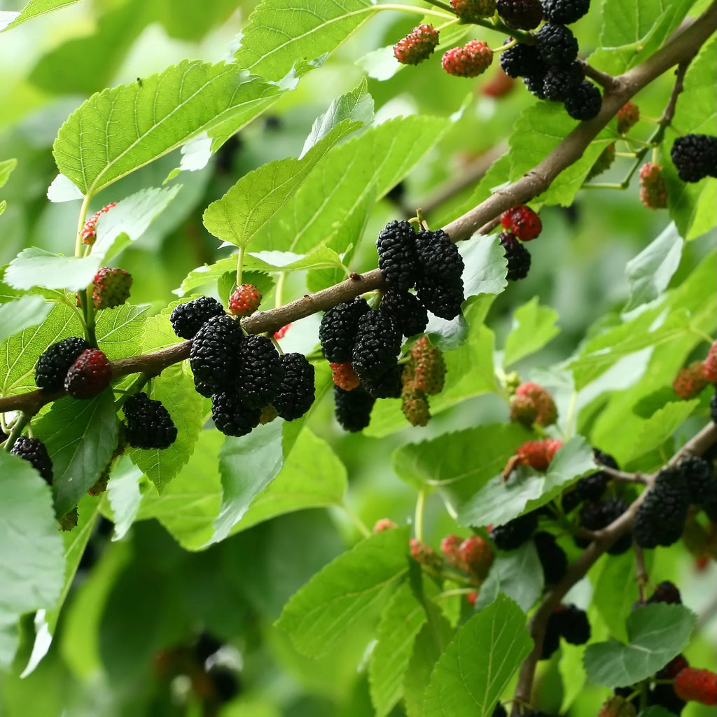Black Mulberry Tree Live Plant Y126419
