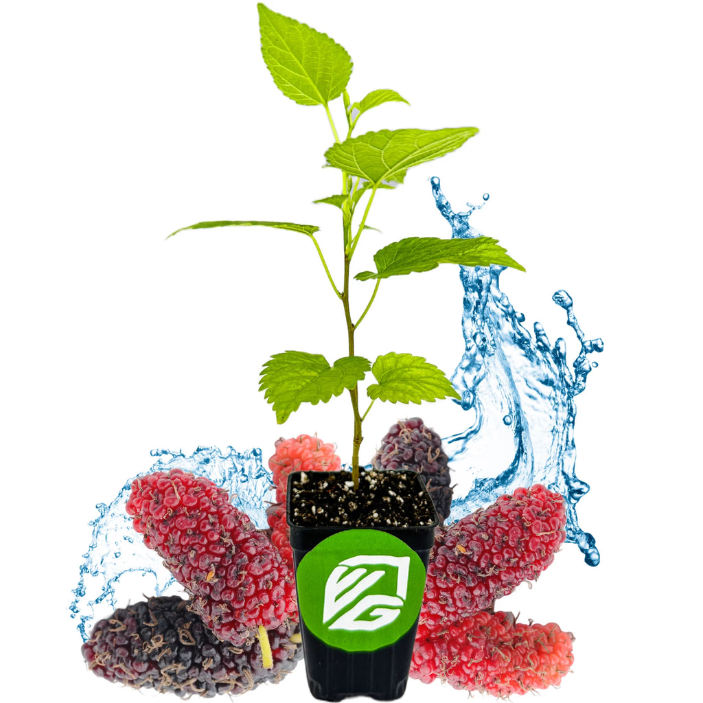 Black Mulberry Tree Live Plant Y126419
