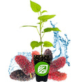 Black Mulberry Tree Live Plant Y126419