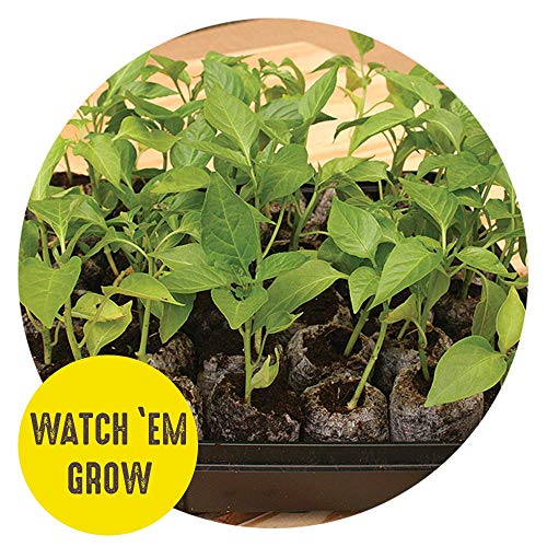 36 Cell 36mm Peat Pellets Seed Starting Tray Kit, 3 Pack F461