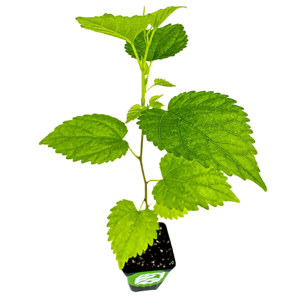 Black Mulberry Tree Live Plant Y126419