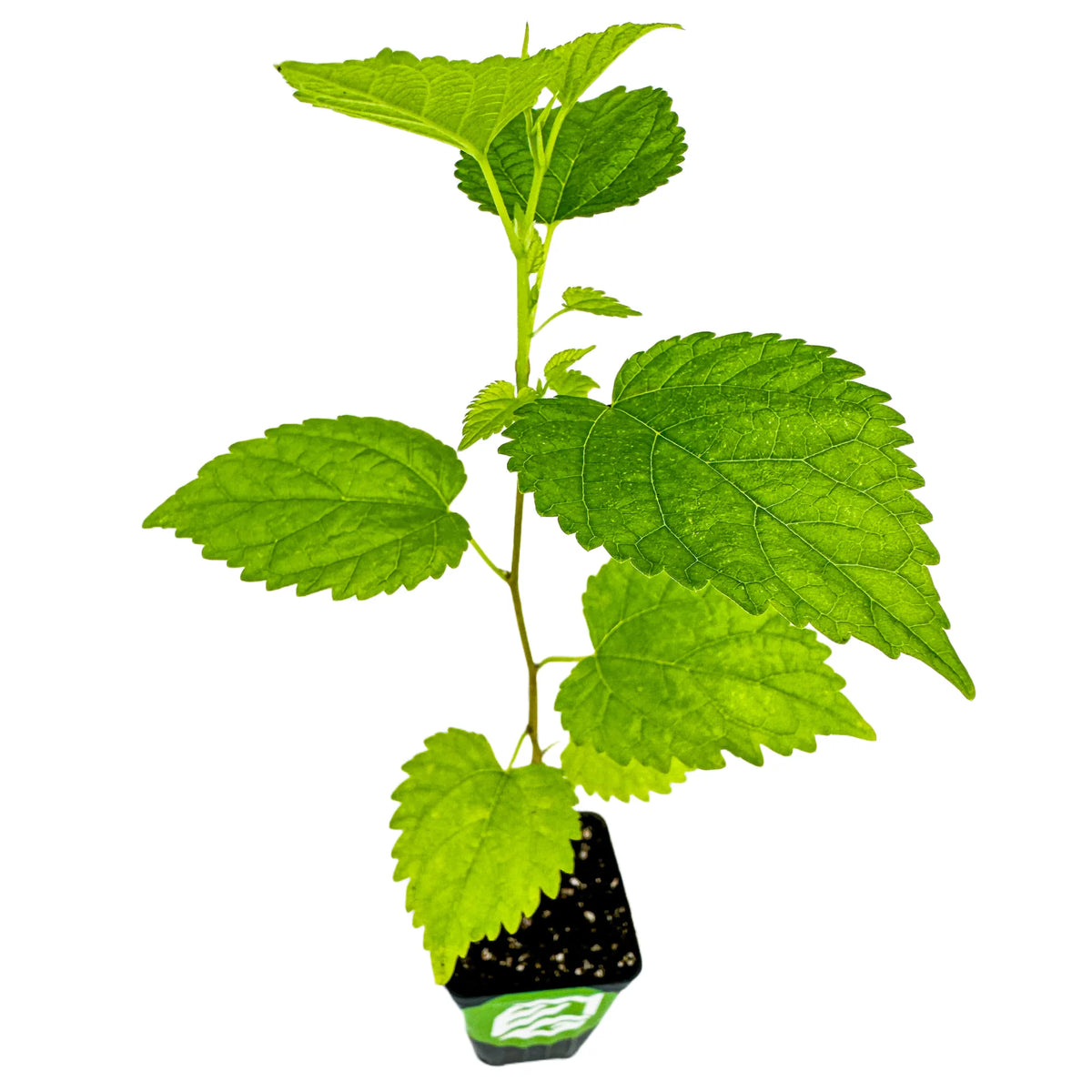 Black Mulberry Tree Live Plant Y126419