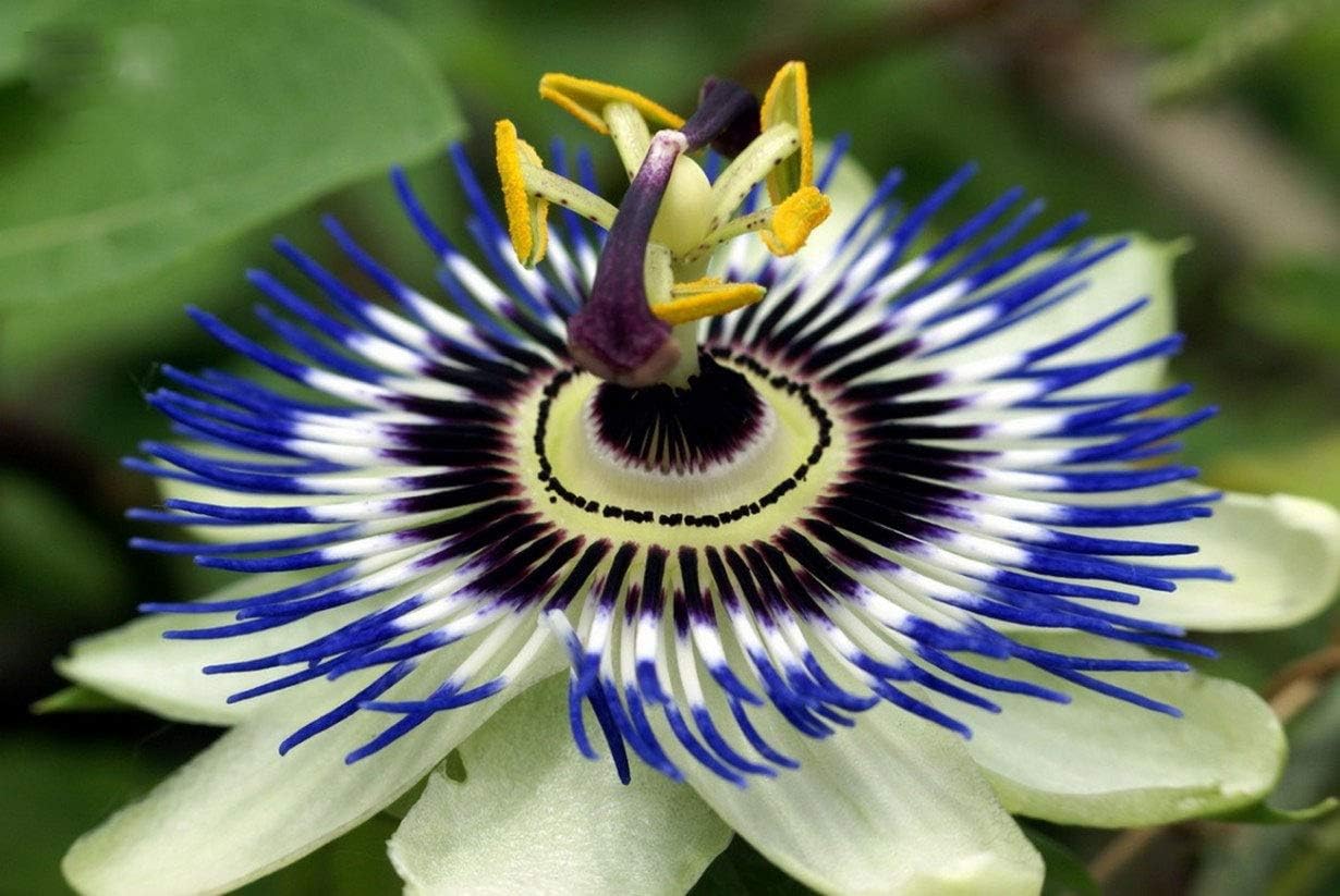 Passionflower Purple Vine Wild Apricot Maypop Indoor Exotic Perennial Flowers K908