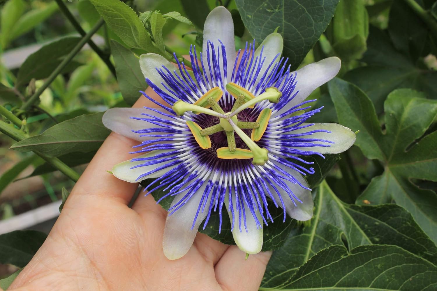 Passionflower Purple Vine Wild Apricot Maypop Indoor Exotic Perennial Flowers K908