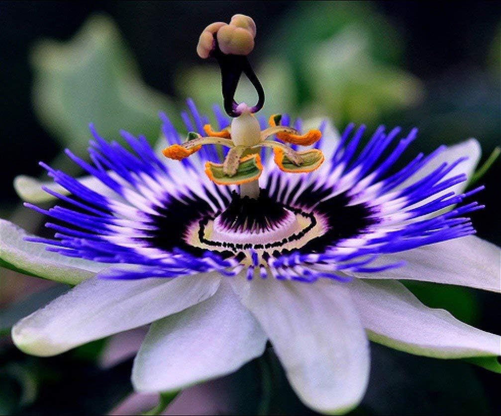 Passionflower Purple Vine Wild Apricot Maypop Indoor Exotic Perennial Flowers K908