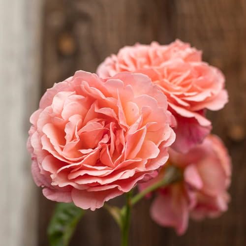 One Gallon Pink Climbing Rose Bush M1453