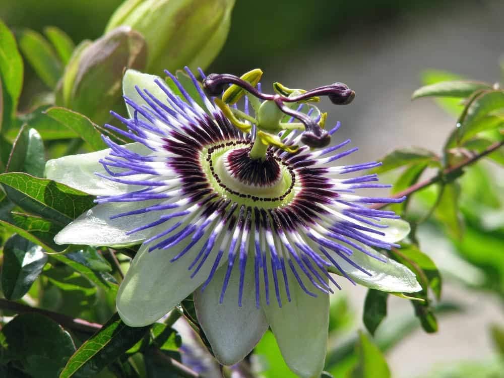 Passionflower Purple Vine Wild Apricot Maypop Indoor Exotic Perennial Flowers K908