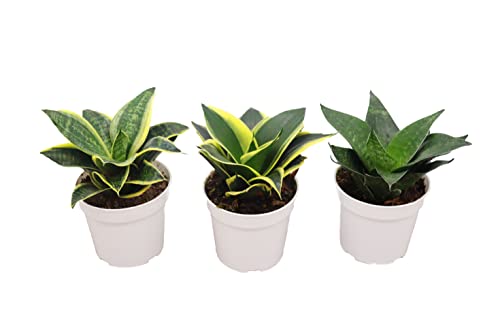 3 Assorted Varieties Snake Plants, 4 inch H1495