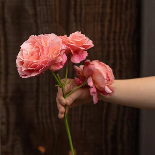 One Gallon Pink Climbing Rose Bush M1453