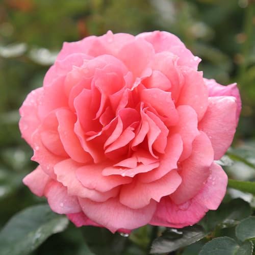 One Gallon Pink Climbing Rose Bush M1453