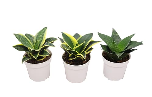 3 Assorted Varieties Snake Plants, 4 inch H1495