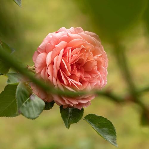 One Gallon Pink Climbing Rose Bush M1453
