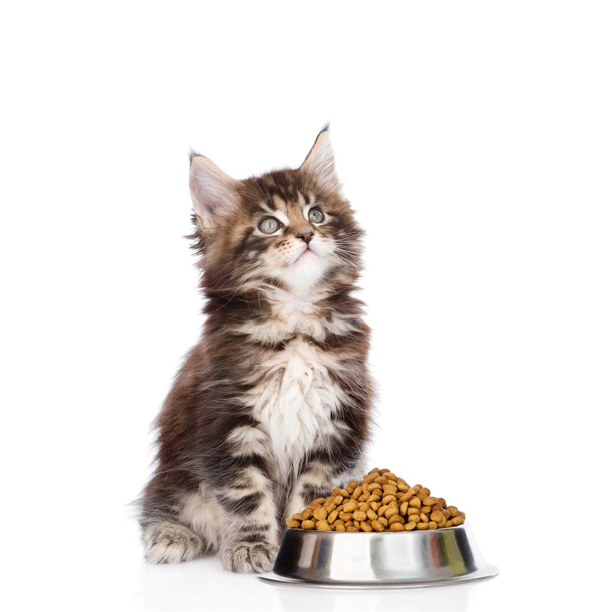 Probiotics Powder for Cats with Saccharomyces Boulardii Lactobacillus Acidophilus N257784