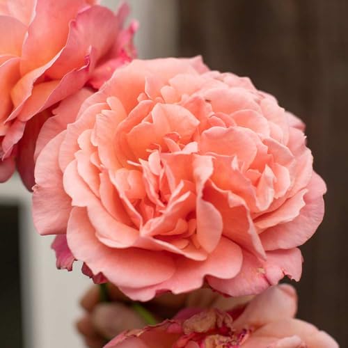 One Gallon Pink Climbing Rose Bush M1453