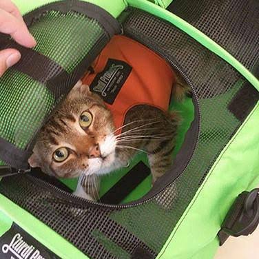 Large Pet Carrier Red D486074