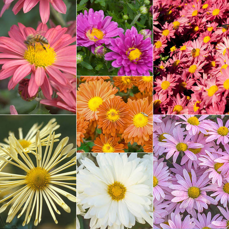 Mammoth Mums Collection Zone 3-8 30 - 36 Inches Full Sun Partial Shade I740